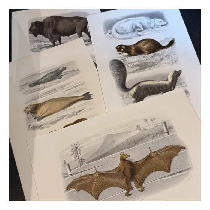 Planche Histoire Naturelle Buffon - Garnier Frères - Animaux - 1853/1857