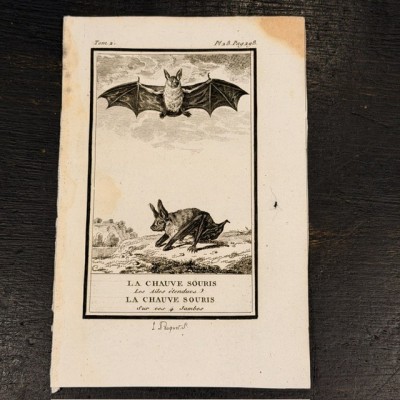 Chauve-souris - Planche d'Histoire Naturelle de Buffon - Zoologie - 1799