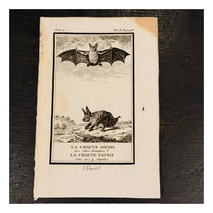 Bat - Natural History Board of Buffon - Quadrupeds - Animals - Zoology - 1799