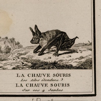 Chauve-souris - Planche d'Histoire Naturelle de Buffon - Zoologie - 1799