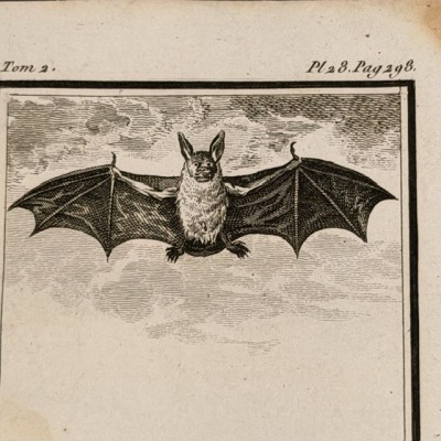 Bat - Natural History Board of Buffon - Quadrupeds - Animals - Zoology - 1799