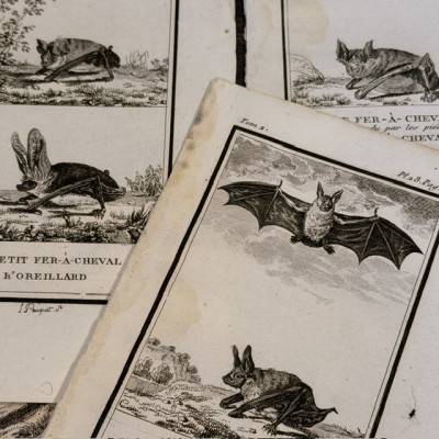 Chauve-souris - Planche d'Histoire Naturelle de Buffon - Zoologie - 1799