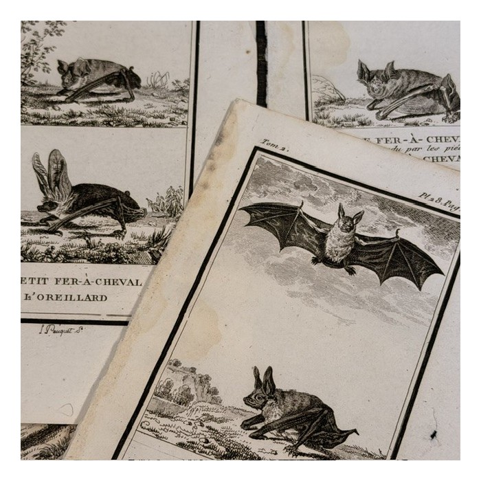 Chauve-souris - Planche d'Histoire Naturelle de Buffon - Zoologie - 1799
