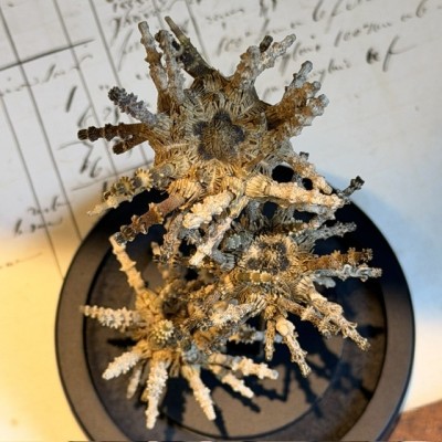Trio of small Plococidaris verticillata - Sputnik - Sea urchins