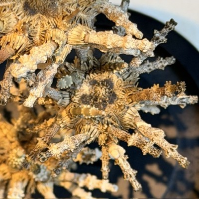 Trio of small Plococidaris verticillata - Sputnik - Sea urchins