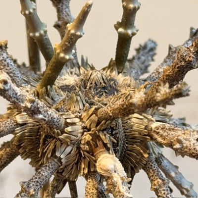 Trio of small Plococidaris verticillata - Sputnik - Sea urchins