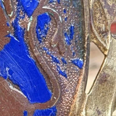 Génial Lucifer - Ancienne plaque de vélo - Laiton & Émail Bleu - 1930