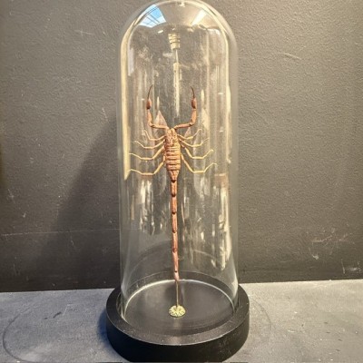 Isometrus maculatus scorpion under glass jar