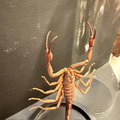 Scorpion Isometrus maculatus sous cloche en verre