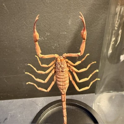 Isometrus maculatus scorpion under glass jar