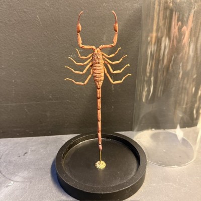 Isometrus maculatus scorpion under glass jar