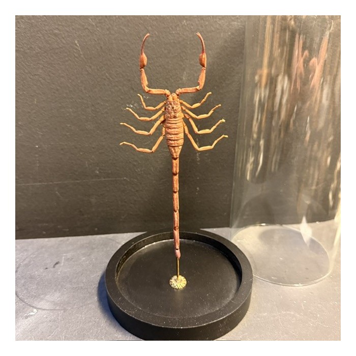 Scorpion Isometrus maculatus sous cloche en verre
