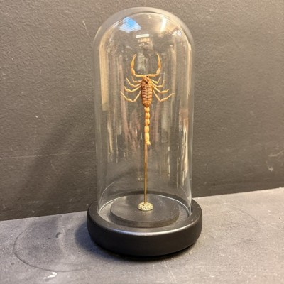 Scorpion Olivierus martensii sous cloche en verre