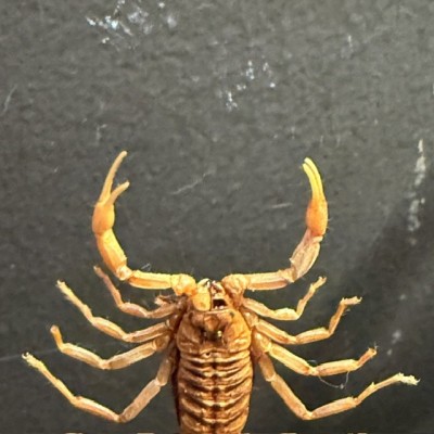 Olivierus martensii scorpion under glass jar