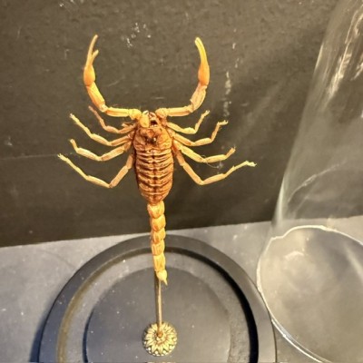 Olivierus martensii scorpion under glass jar