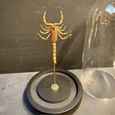Scorpion Olivierus martensii sous cloche en verre