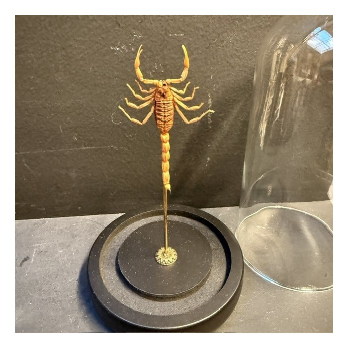 Olivierus martensii scorpion under glass jar