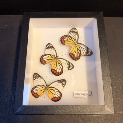 Painted Jezebel - Delias hyparete - Composition of 3 butterflies