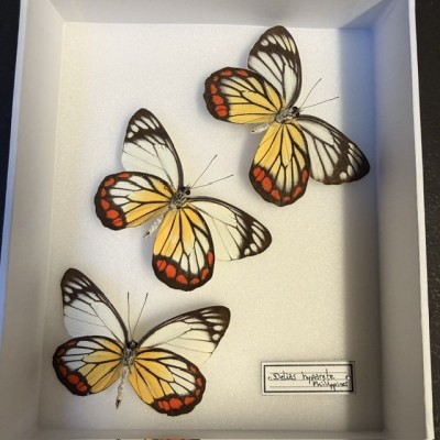 Painted Jezebel - Delias hyparete - Composition of 3 butterflies