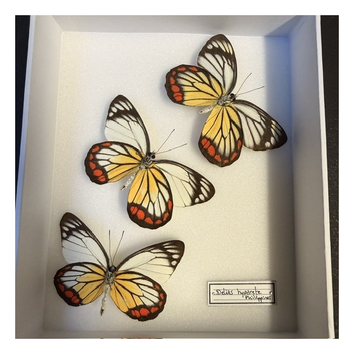 Painted Jezebel - Delias hyparete - Composition of 3 butterflies