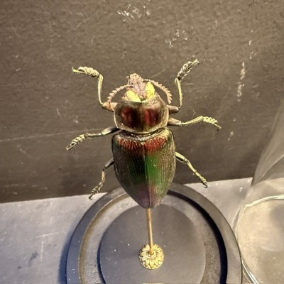 Euchroma giganteum Scarab - Scarab under a glass dome