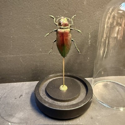 Euchroma giganteum - Scarabée sous globe - Pérou