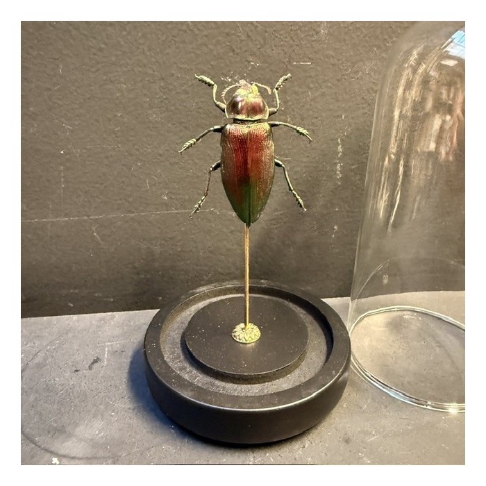 Euchroma giganteum Scarab - Scarab under a glass dome