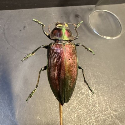 Euchroma giganteum Scarab - Scarab under a glass dome
