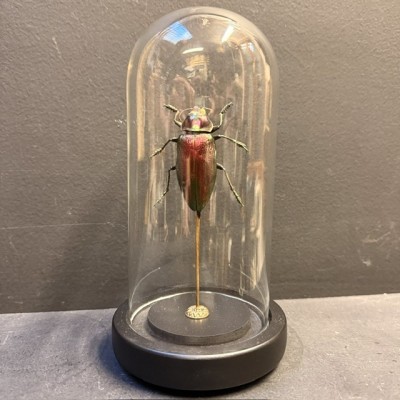 Euchroma giganteum Scarab - Scarab under a glass dome