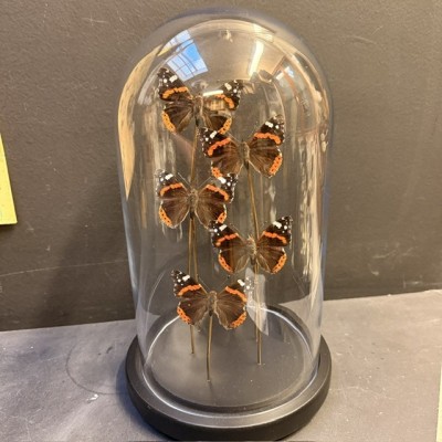 Envolée de 5 papillons Vulcain - Vanessa atalanta sous cloche