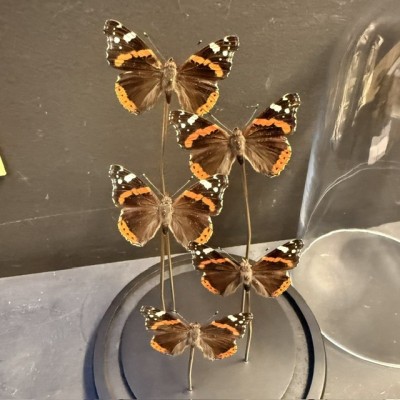 Flight of butterflies - 5 Vanessa atalanta under glass dome
