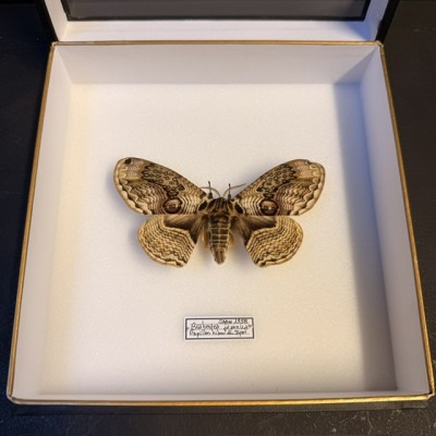 Papillon du Hibou Japonais 1958 - Brahmaea japonica - Boîte entomologique reliée