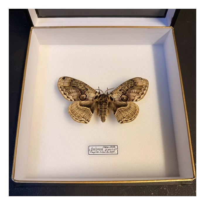Papillon du Hibou Japonais 1958 - Brahmaea japonica - Boîte entomologique reliée