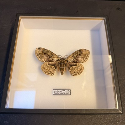 Entomologic box - Japanese owl moth of 1958 - Brahmaea japonica - Butterfly