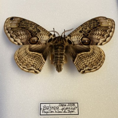 Entomologic box - Japanese owl moth of 1958 - Brahmaea japonica - Butterfly