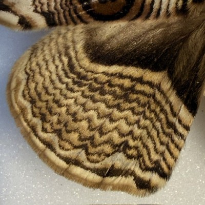 Entomologic box - Japanese owl moth of 1958 - Brahmaea japonica - Butterfly
