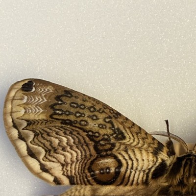 Entomologic box - Japanese owl moth of 1958 - Brahmaea japonica - Butterfly