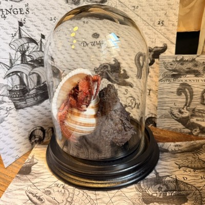 Hermit crab in it's shell under glass bell jar - Dardanus megistos