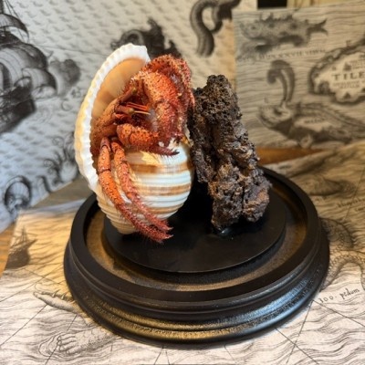 Bernard L'hermite dans sa coquille sous globe - Dardanus megistos