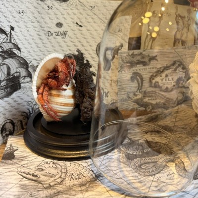Bernard L'hermite dans sa coquille sous globe - Dardanus megistos