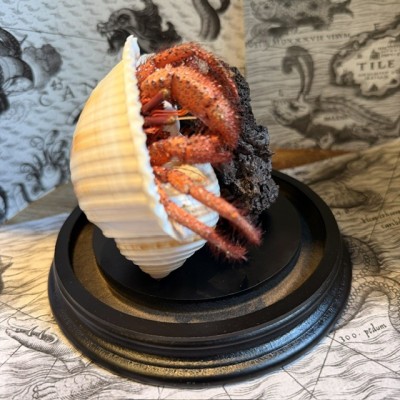 Hermit crab in it's shell under glass bell jar - Dardanus megistos
