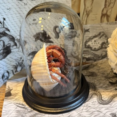 Hermit crab in it's shell under glass bell jar - Dardanus megistos
