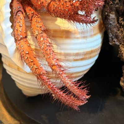 Hermit crab in it's shell under glass bell jar - Dardanus megistos