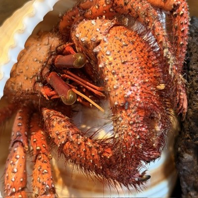 Bernard L'hermite dans sa coquille sous globe - Dardanus megistos
