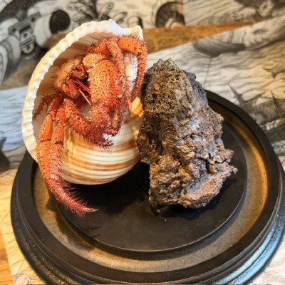 Bernard L'hermite dans sa coquille sous globe - Dardanus megistos