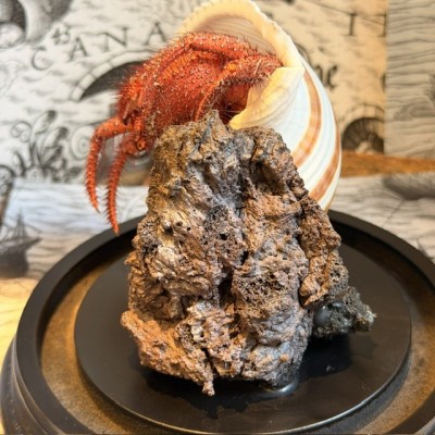 Bernard L'hermite dans sa coquille sous globe - Dardanus megistos