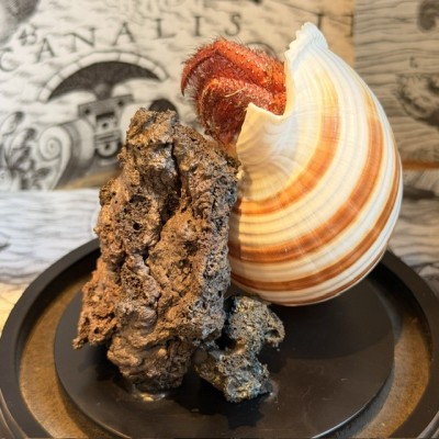 Bernard L'hermite dans sa coquille sous globe - Dardanus megistos