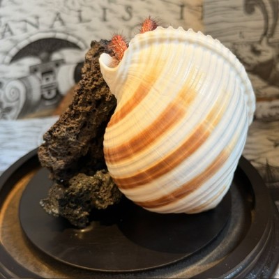 Hermit crab in it's shell under glass bell jar - Dardanus megistos