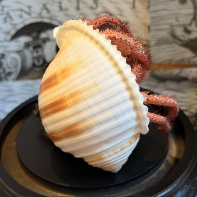 Hermit crab in it's shell under glass bell jar - Dardanus megistos