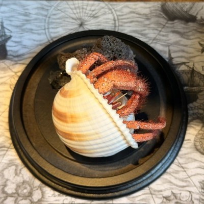 Bernard L'hermite dans sa coquille sous globe - Dardanus megistos